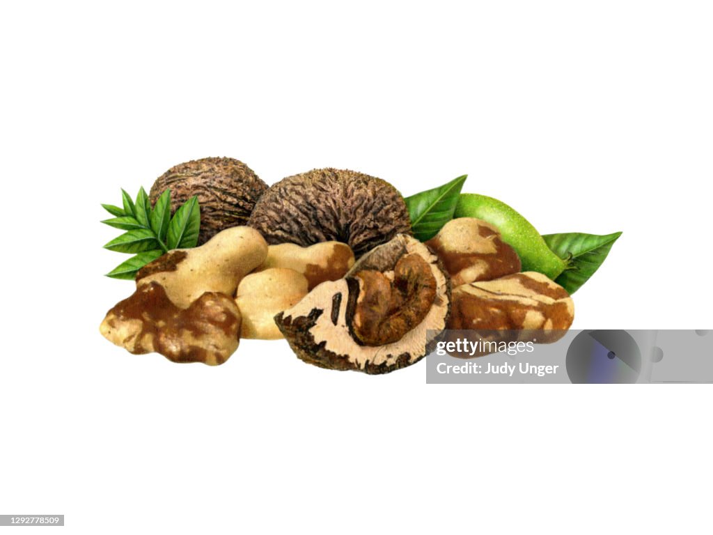 Nuts Black Walnut