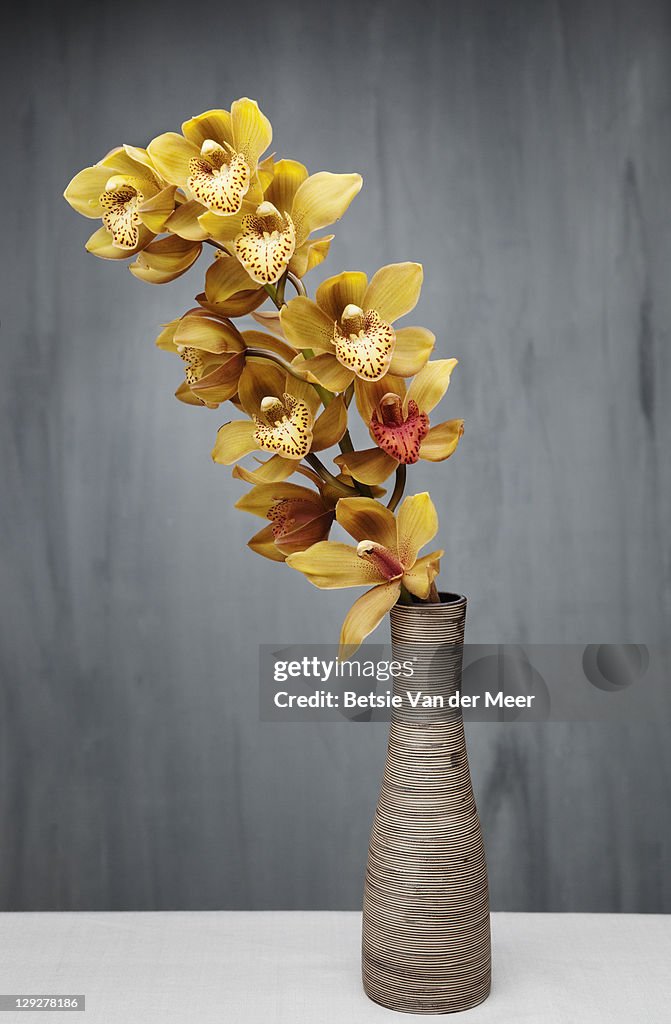 Orchid stem in vase.