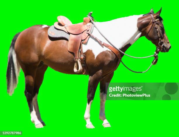 paint horse on a green screen - zadel stockfoto's en -beelden