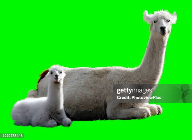 mother and baby llamas on a green screen - llama animal stock pictures, royalty-free photos & images