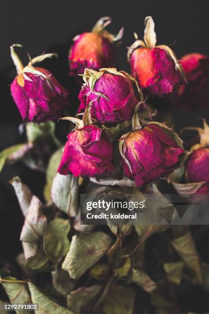 Wilted Roses High-Res Stock Photo - Getty Images