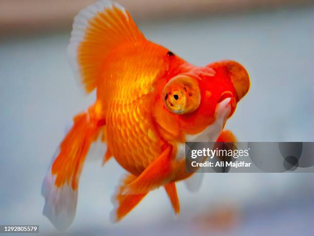 celestial eye goldfish - gilo stock pictures, royalty-free photos & images