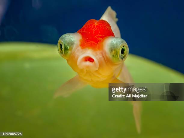 red cap oranda goldfish - cute fish stock pictures, royalty-free photos & images