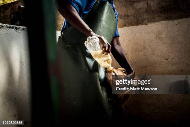 jersey dairy cows on an organic farm in mpumulanga province south africa - africa farm stockfoto's en -beelden