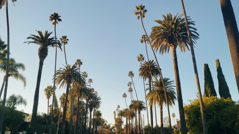 miniatura video