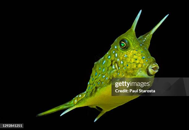 lactoria cornuta (longhorn cowfish, horned boxfish) - longhorn cowfish stock pictures, royalty-free photos & images