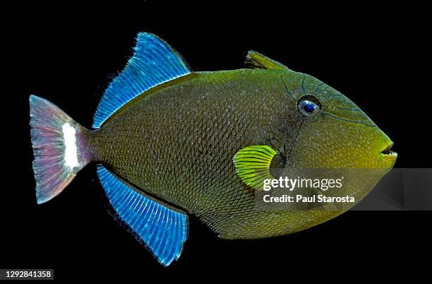 melichthys vidua (pinktail triggerfish) - triggerfish stockfoto's en -beelden