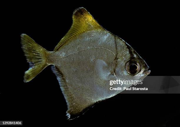 monodactylus argenteus (silver moony, silver moonyfish, butter bream, diamondfish) - monodactylus stock pictures, royalty-free photos & images