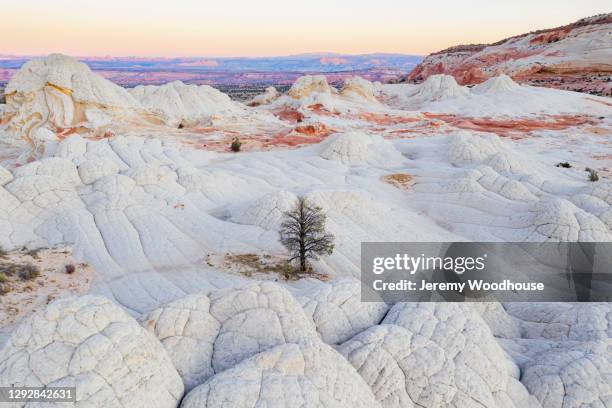 Desert Tree Inside Rocks Single Tree In Desert Photos and Premium High Res Pictures - Getty Images