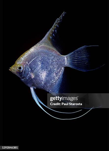 pterophyllum scalare (freshwater angelfish, angelfish) - scalare stock-fotos und bilder