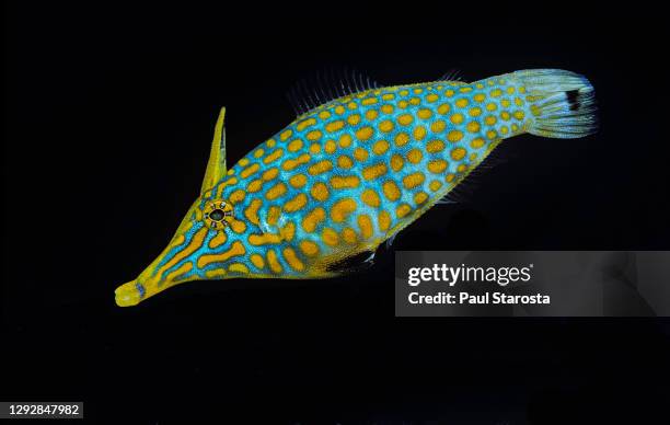 oxymonacanthus longirostris (filefish, longnose filefish, orange spotted filefish, harlequin filefish) - harlequin filefish stock-fotos und bilder