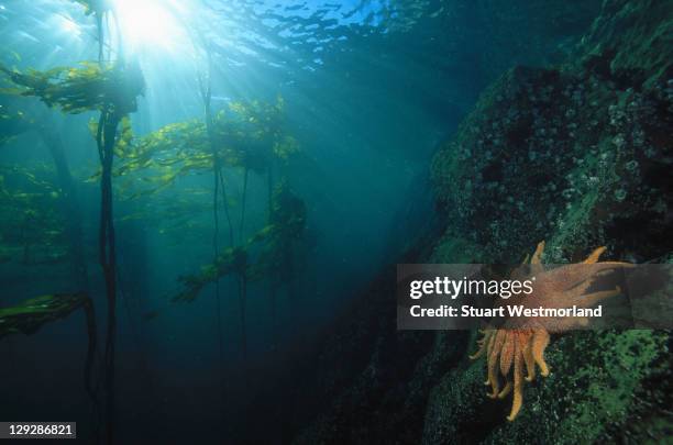sunflower sea star, pycnopodia helianthoides - starfish stock pictures, royalty-free photos & images
