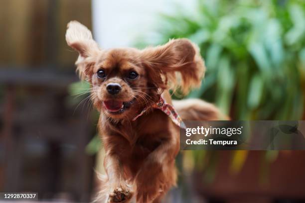 happy puppy spaniel running in the garden. - spaniel stock pictures, royalty-free photos & images