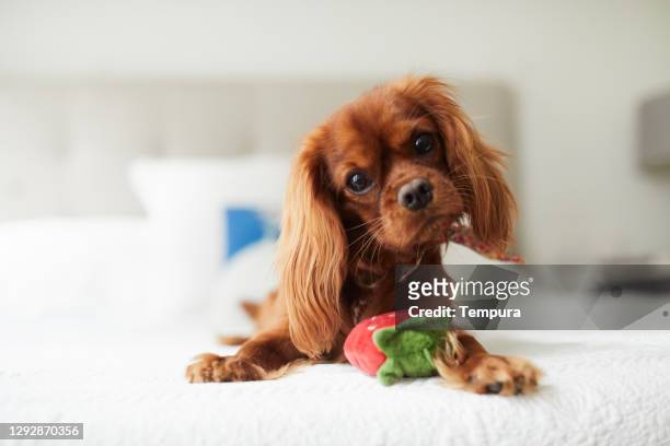 puppy spaniel - perro de aguas fotografías e imágenes de stock