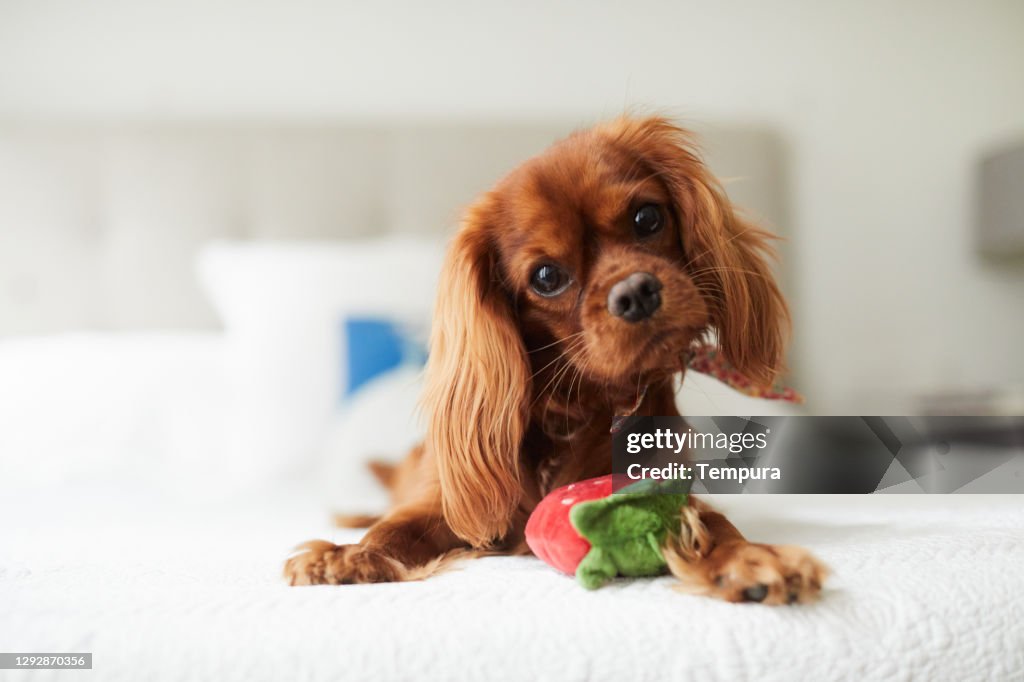 Valp spaniel