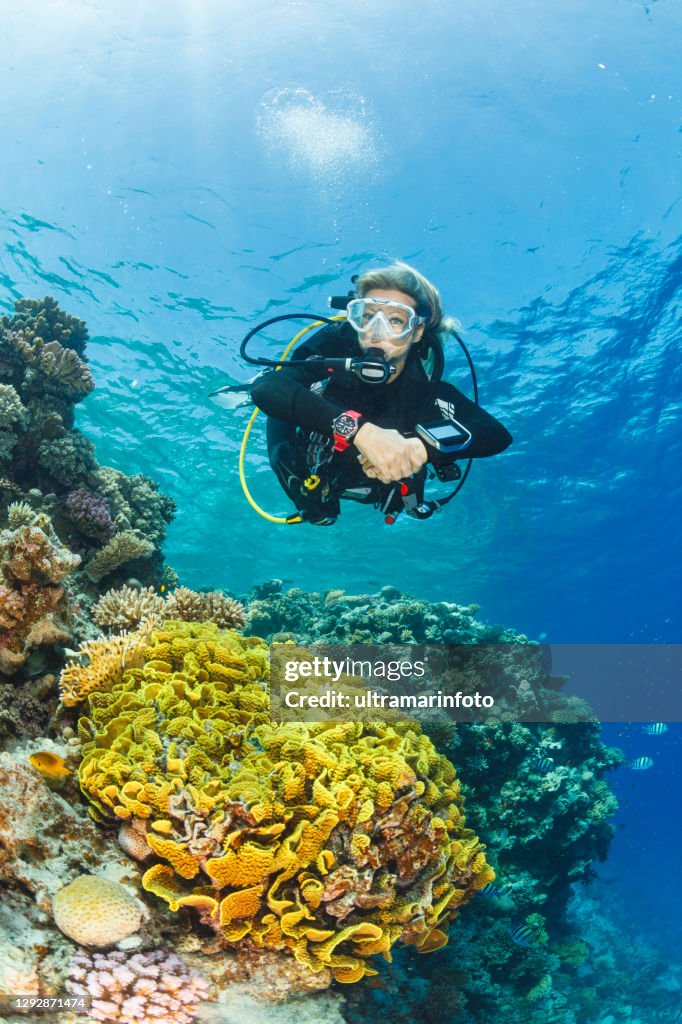 Salad coral Turbinaria mesenterina Underwater Sea life Coral reef Underwater photo Scuba Diver Point of View. Female scuba diving in background.