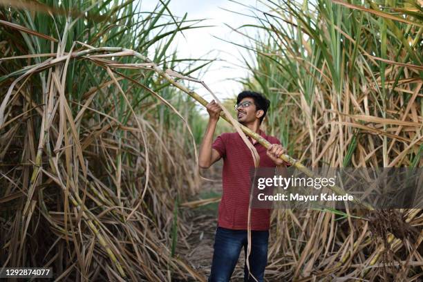 teenage boy plucking sugarcane in sugarcane farm - sugar cane field photos et images de collection