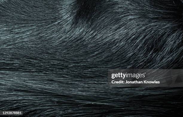 close up black hair - fur stock-fotos und bilder