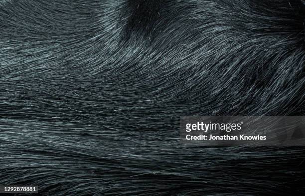 close up black hair - hair texture stock pictures, royalty-free photos & images