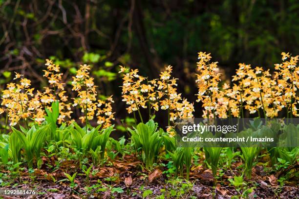 calanthe discolor in mt. halla, jeju, south korea - calanthe discolor stock pictures, royalty-free photos & images