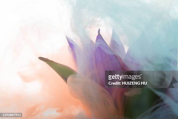acrylic color swirling in water and flower, abstract beauty - ink cloud stock pictures, royalty-free photos & images