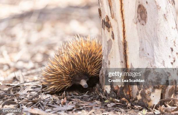 echidna - spiny anteater stock pictures, royalty-free photos & images