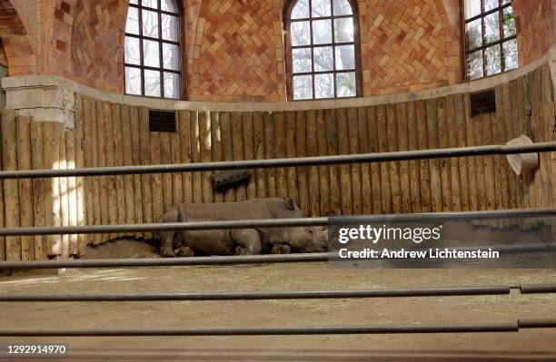 Rhinoceros rests in its enclosure at the Bronx Zoo on December 23, 2020 in the Bronx, New York.