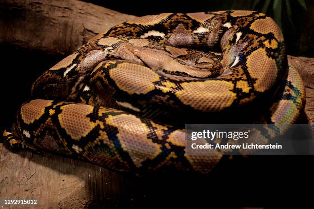 Python lies in its enclosure at the Bronx Zoo on December 23, 2020 in the Bronx, New York.