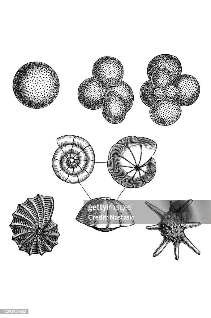 Various foraminifera, greatly enlarged ,Foraminifera (Latin for "hole bearers"; informally called "forams") are single-celled organisms, members of a phylum or class of amoeboid protists, commonly an external shell of diverse forms and materials