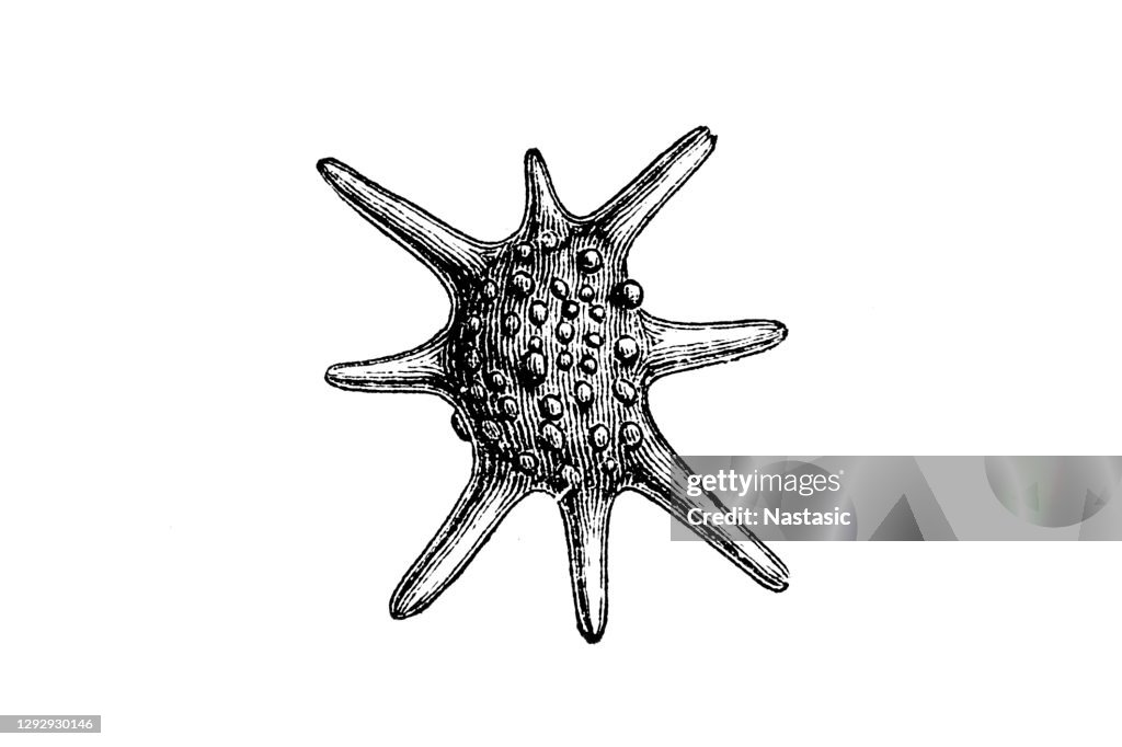 Calcarina Foraminifera (Latin for "hole bearers"; informally called "forams") are single-celled organisms, members of a phylum or class of amoeboid protists, commonly an external shell of diverse forms and materials