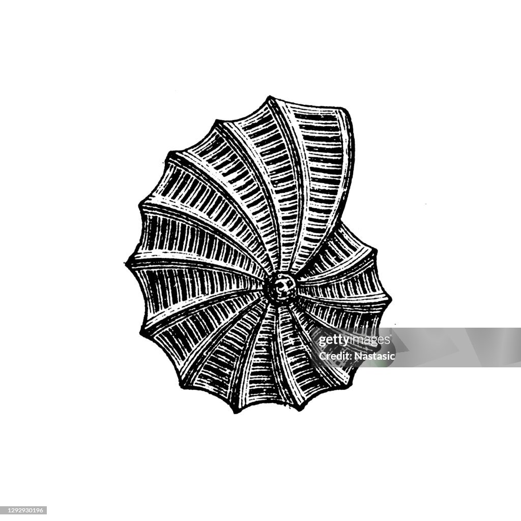 Polystomella Foraminifera (Latin for "hole bearers"; informally called "forams") are single-celled organisms, members of a phylum or class of amoeboid protists, commonly an external shell of diverse forms and materials