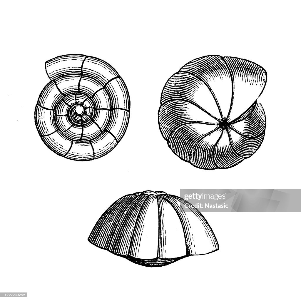 Rotalia Foraminifera (Latin for "hole bearers"; informally called "forams") are single-celled organisms, members of a phylum or class of amoeboid protists, commonly an external shell of diverse forms and materials