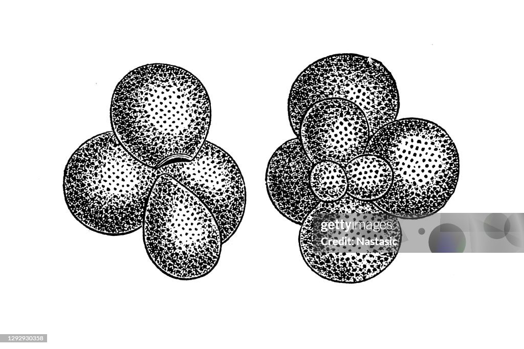 Globigerina Foraminifera (Latin for "hole bearers"; informally called "forams") are single-celled organisms, members of a phylum or class of amoeboid protists, commonly an external shell of diverse forms and materials