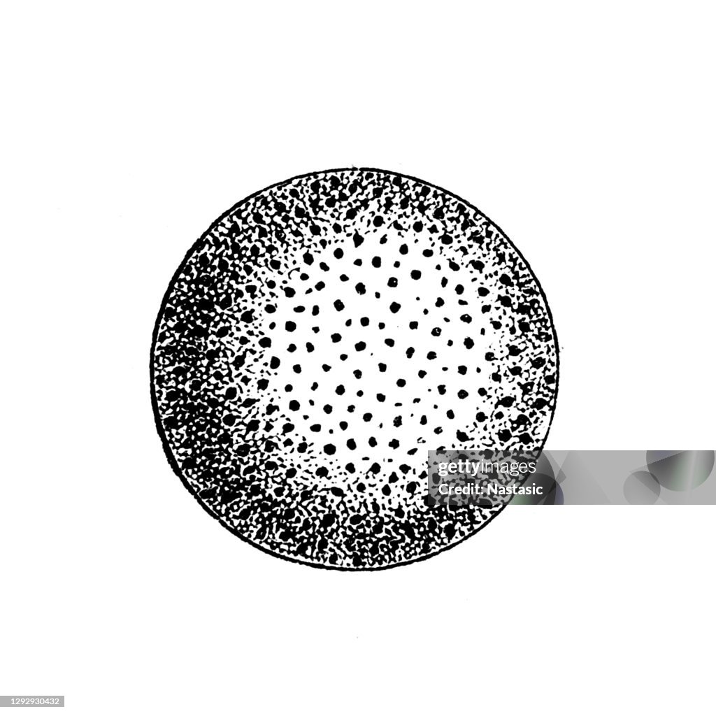 Orbulina Foraminifera (Latin for "hole bearers"; informally called "forams") are single-celled organisms, members of a phylum or class of amoeboid protists, commonly an external shell of diverse forms and materials