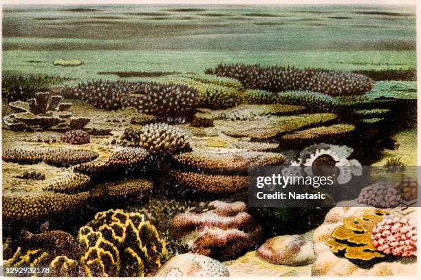 アネモネ海の動物 - サンゴ海点のイラスト素材／クリップアート素材／マンガ素材／アイコン素材