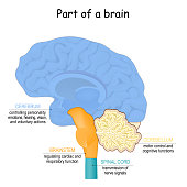 brain function. Part of brain