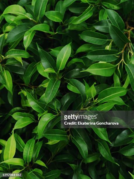 close-up of leaves of indoor flower ficus benjamina.  growing and caring for flowers at home - benjamin stock-fotos und bilder