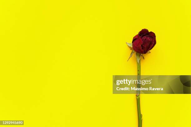 one dried rose on yellow background. - wilted stock-fotos und bilder