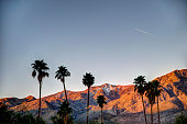 Palm trees in silhouette with a mountain backdrop early morning in Palm Springs California