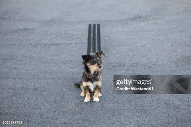 skidmark behind dog sitting on the road - skid marks fotografías e imágenes de stock