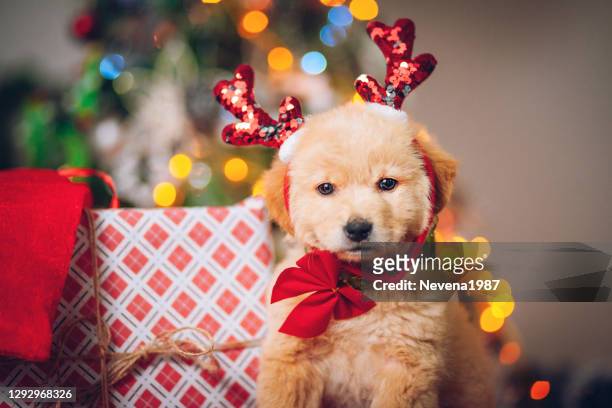 golden retriever welpe vor einem weihnachtsbaum - christmas kit stock-fotos und bilder