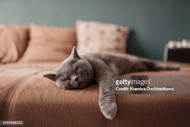 lazy british short hair cat sleeping on a couch in a flat in edinburgh, scotland, with her face squashed as she is fully relaxed - cat cute stockfoto's en -beelden