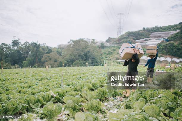 asian male farmers carrying packed of freshly harvested goods at cabbage fields - crucifers stock pictures, royalty-free photos & images