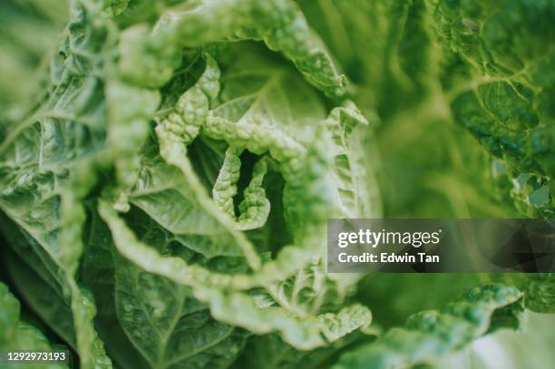 cabbage farm cameron highland - chinese cabbage stock pictures, royalty-free photos & images