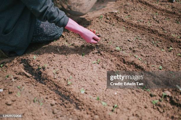asian hijab female farmer sowing the seed on soil fields in greenhouse - protective glove stock pictures, royalty-free photos & images