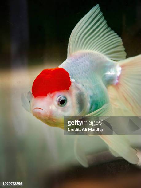 red cap oranda goldfish - aquatic organism fotografías e imágenes de stock
