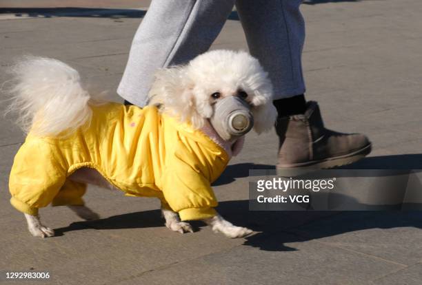 Pet dog wearing a special mask and clothing walks on street during the coronavirus epidemic on December 24, 2020 in Shenyang, Liaoning Province of...