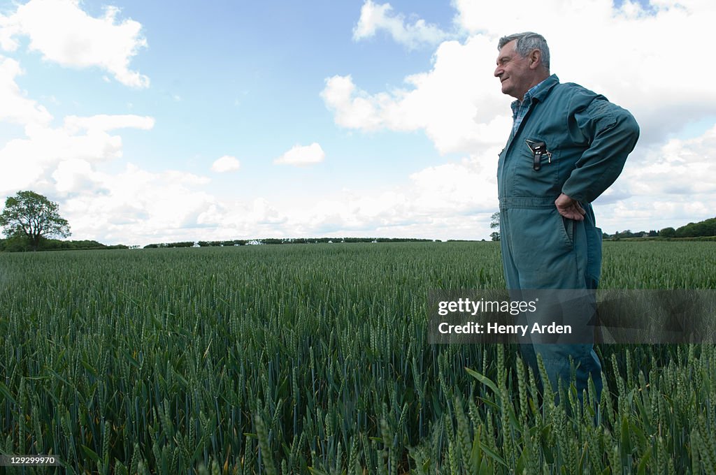 Farmer standing in wheat field