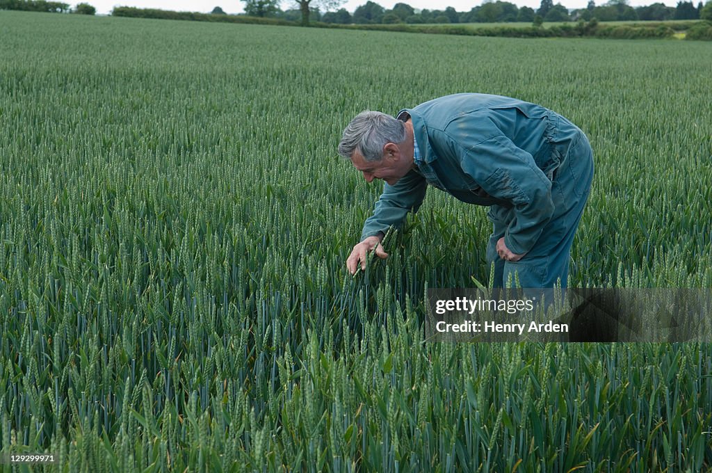 Agricoltore Potatura in campo di grano