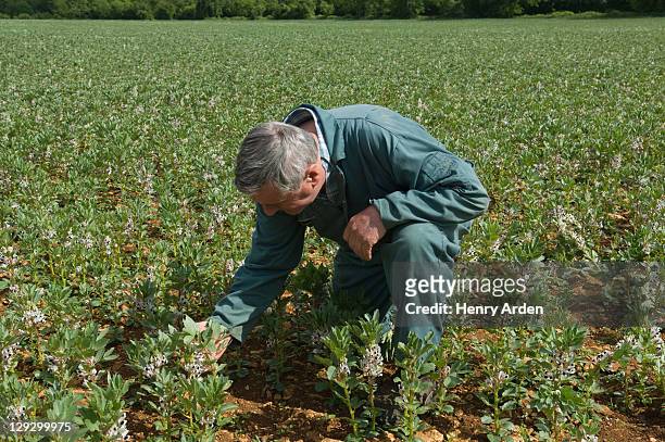 farmer examining plants in field - beugen oder biegen stock-fotos und bilder